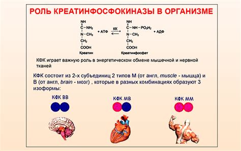 Что такое креатинфосфокиназа