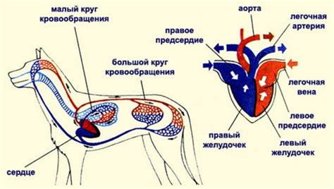 Что такое круглое сердце у собаки