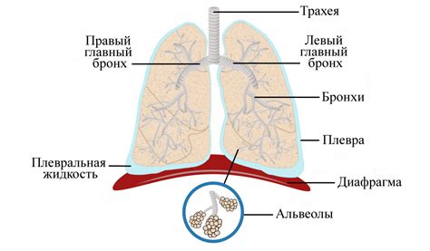 Что такое легкое тяжистое? Появление и развитие болезни