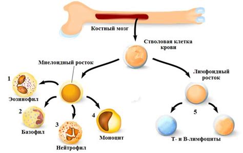 Что такое лейкоциты и их функции