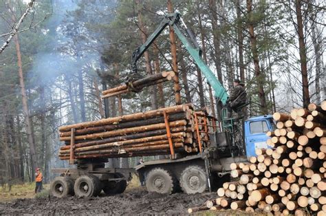 Что такое лесоповал и какую роль он играет в лесной промышленности?