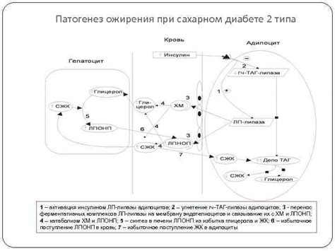 Что такое липогенетическое действие?