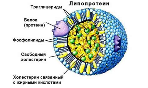 Что такое липопротеиды и как они влияют на организм?