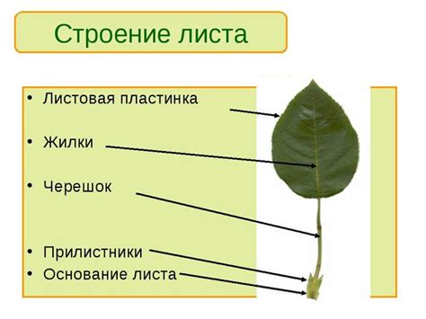 Что такое листовая пластинка: принципы работы и применение