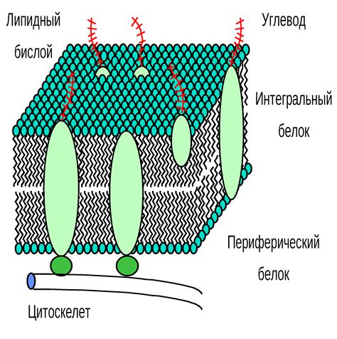 Что такое мембрана 20000