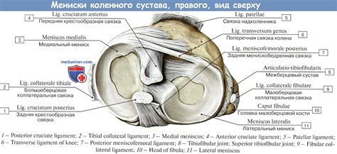 Что такое менископатия коленного сустава