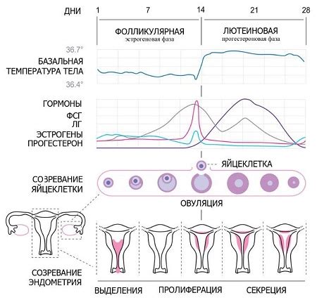 Что такое менструация?