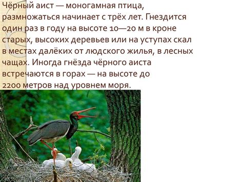 Что такое моногамная птица?