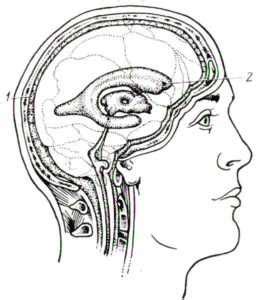 Что такое наружные ликворные пространства и как их расширить?