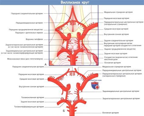 Что такое незамкнутый артериальный круг головного мозга