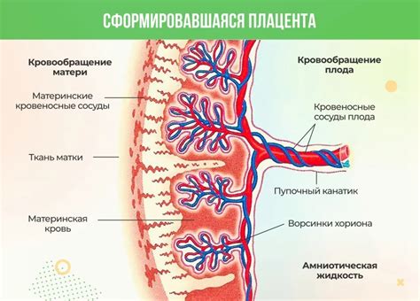 Что такое незрелые ворсинки хориона?