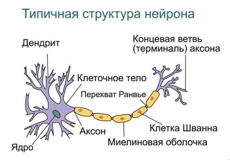 Что такое нейрон?