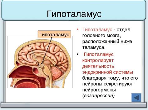 Что такое нейроэндокринная система