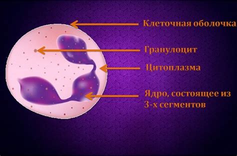 Что такое нейтрофилы и их роль в организме?