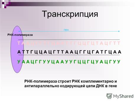 Что такое неперекрываемость генетического кода?