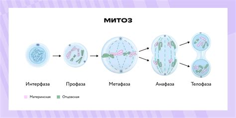 Что такое непрямое деление клетки?