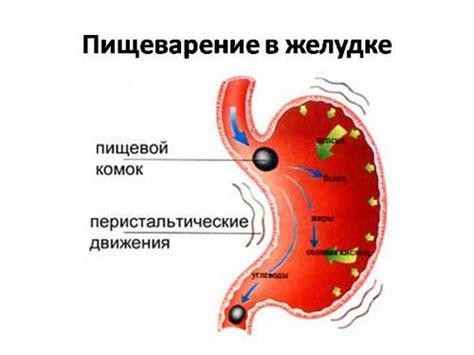 Что такое новообразование желудка