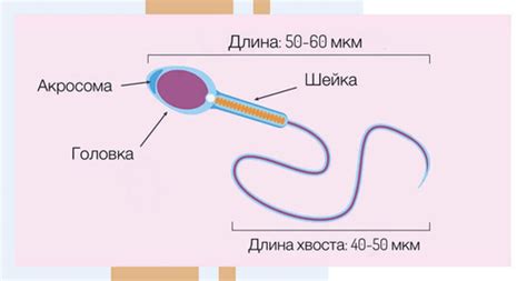 Что такое нормозооспермия по Крюгеру