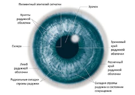 Что такое обсидиановые глаза?