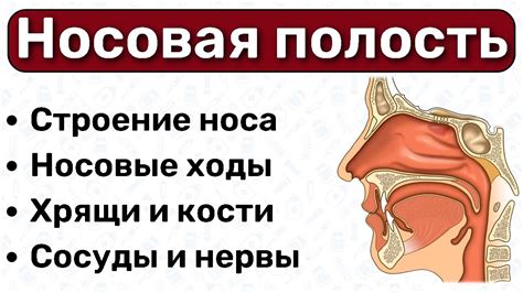 Что такое обструктивное затемнение носовой полости и как справиться с ним