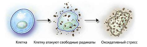 Что такое оксидантное действие?