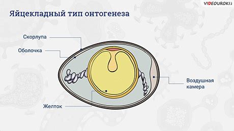 Что такое онтогенез и филогенез?