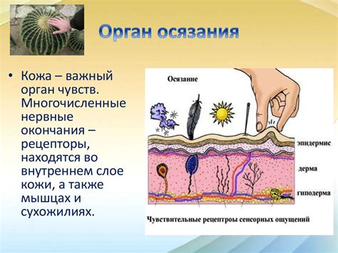 Что такое органы осязания?