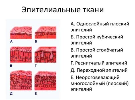 Что такое ороговевший эпителий?