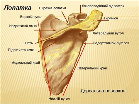 Что такое ость лопатки?