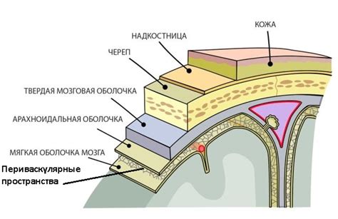 Что такое периваскулярные пространства Вирхова-Робина?