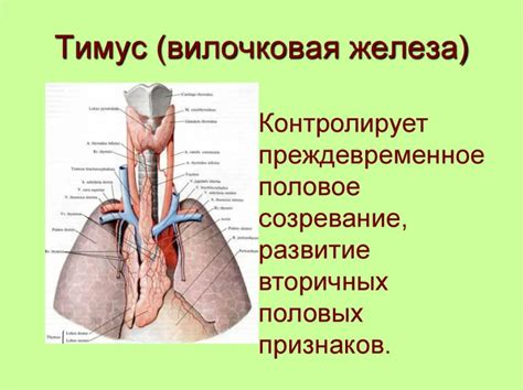 Что такое персистирующая вилочковая железа?