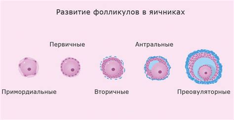 Что такое персистирующий фолликул?