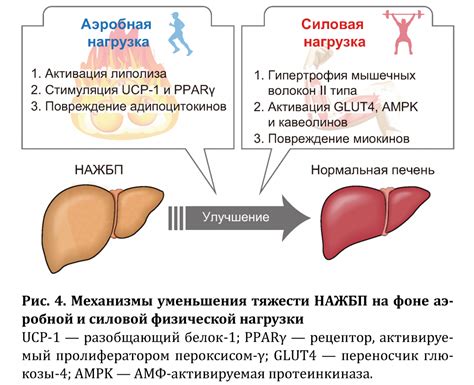 Что такое печеночная гипертрофия?