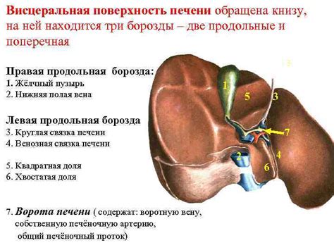 Что такое пивная печень?