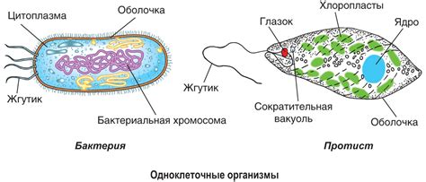 Что такое пионерные организмы