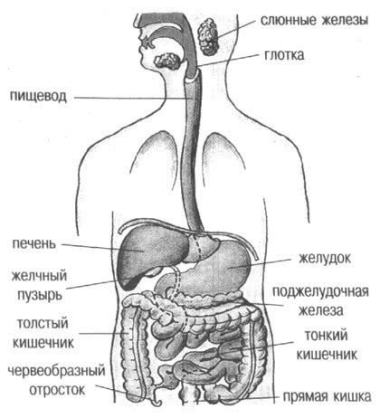 Что такое пищеварительная система сквозного типа