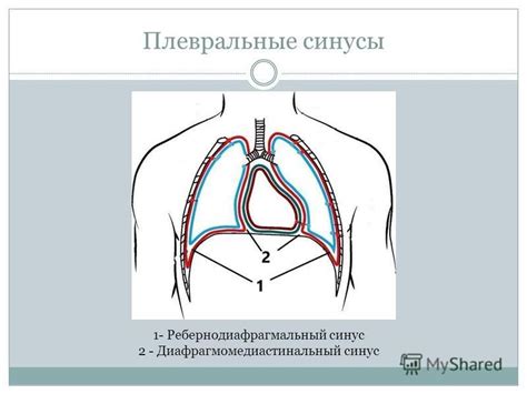 Что такое плевральные синусы свободные?