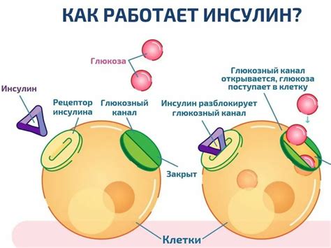 Что такое повышенный уровень инсулина?