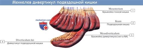 Что такое подпаяна кишка?