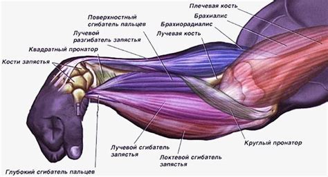 Что такое пожатие предплечья или локтя: