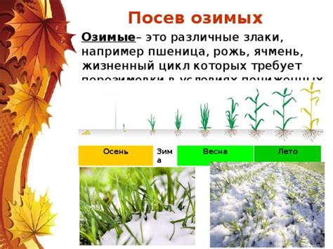 Что такое полевые работы и как они проводятся