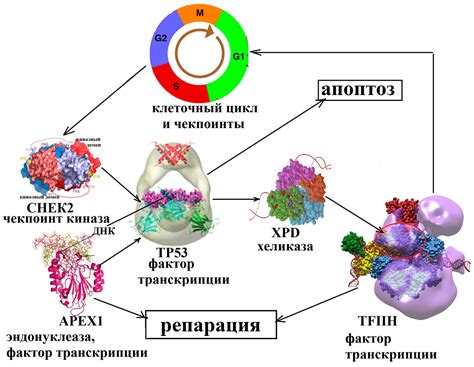 Что такое полиморфизм клеток?