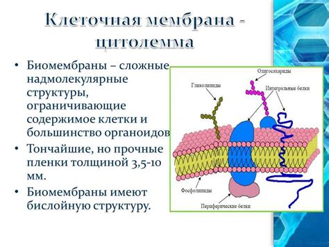 Что такое полиморфная клеточная инфильтрация