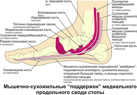 Что такое полная нога и почему она возникает