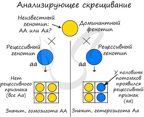 Что такое полное доминирование?