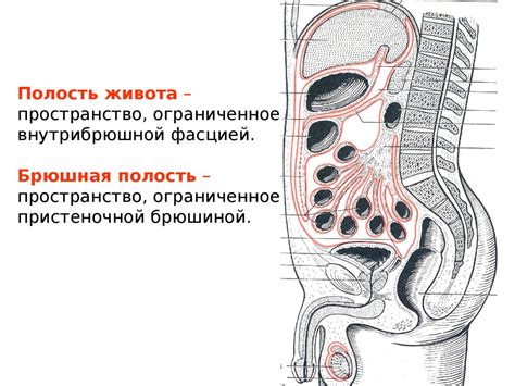 Что такое полость у шарика?