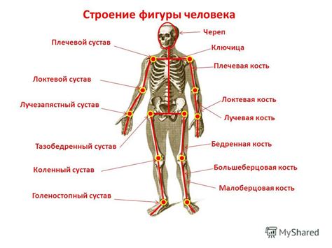 Что такое полукровка у человека