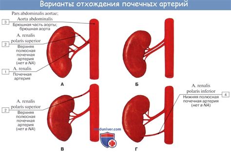 Что такое почечный синус?