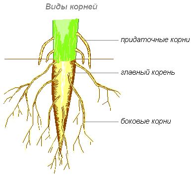 Что такое придаточный корень?