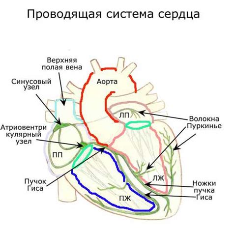 Что такое проводящая система?